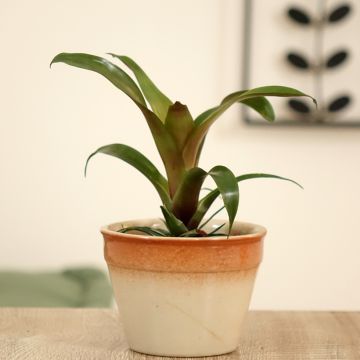 Tuutti Ida