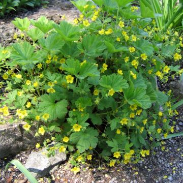 Mätäsansikka - Waldsteinia geoides