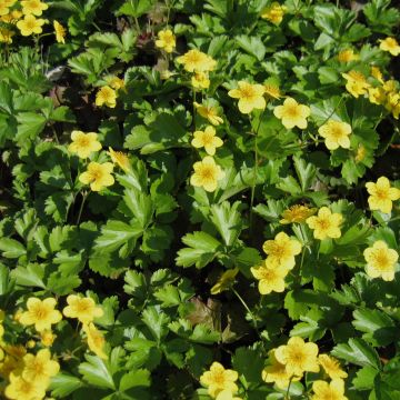 Rönsyansikka - Waldsteinia ternata