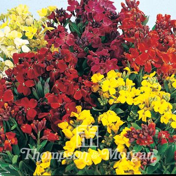 Kultalakka Bedding Mixed (siemenet)