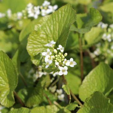 Maustelituyrtti - Wasabi japonica