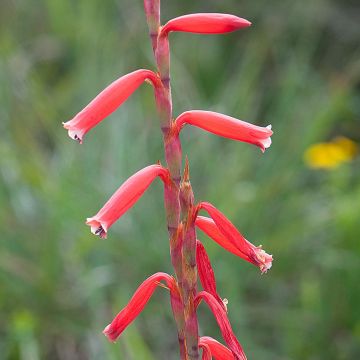 Sapeli - Watsonia aletroides