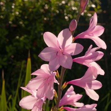 Kapinsapeli - Watsonia borbonica