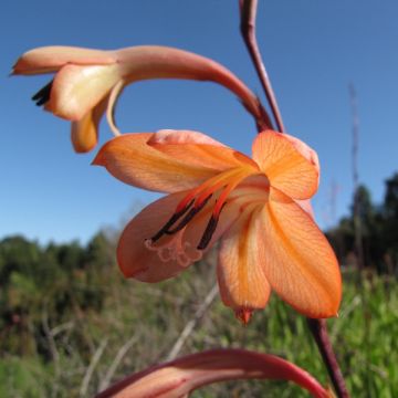 Sapeli - Watsonia meriana