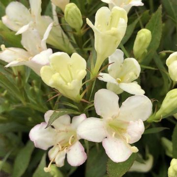 Komeakotakuusama Picobella Bianco