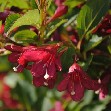 Komeakotakuusama Cherry Lace