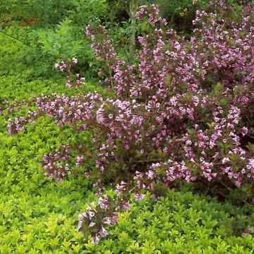 Komeakotakuusama Foliis Purpureis