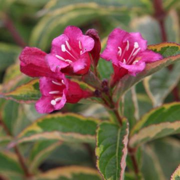 Komeakotakuusama Brigela