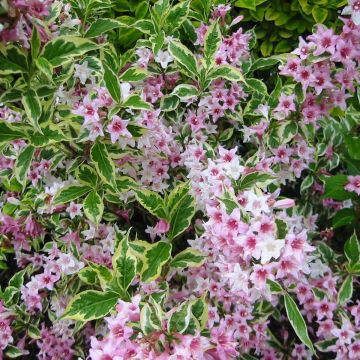 Komeakotakuusama Variegata