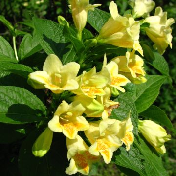Keltakotakuusama - Weigela middendorffiana