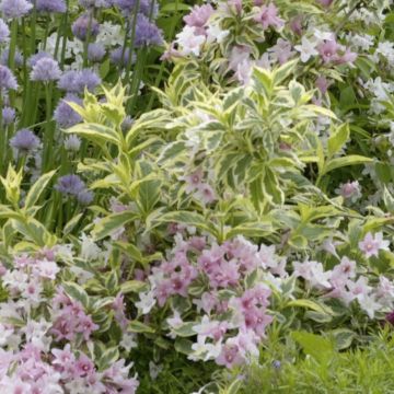 Komeakotakuusama Nana Variegata