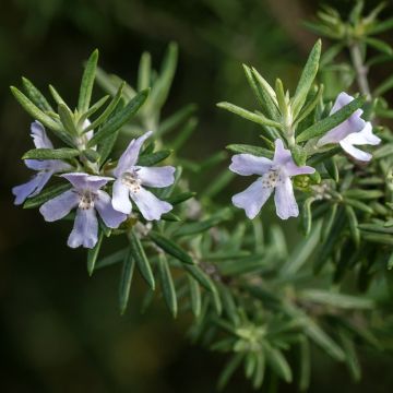 Neidonrosmikki - Westringia fruticosa