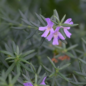 Rosmiki - Westringia glabra