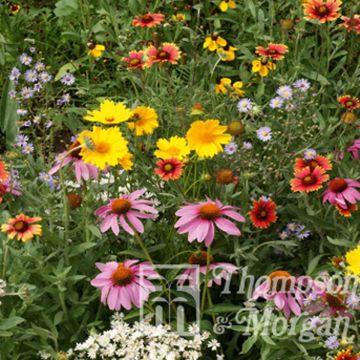 Villikukkasiemenseos Honey Bee Flower Mixed