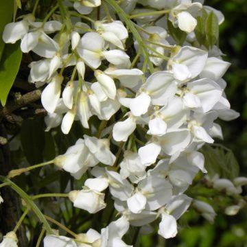 Sinisatee - Wisteria venusta