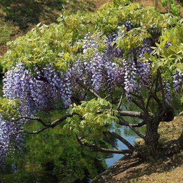 Japaninsinisade - Wisteria floribunda