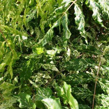 Japaninsinisade Variegata
