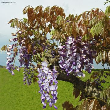 Kiinansinisade Blue Line