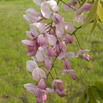 Sinisatee Rosea
