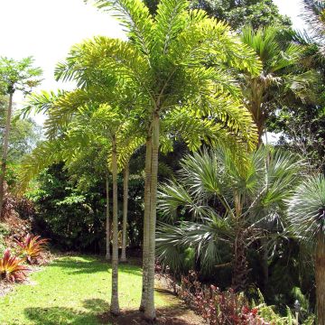 Wodyetia bifurcata