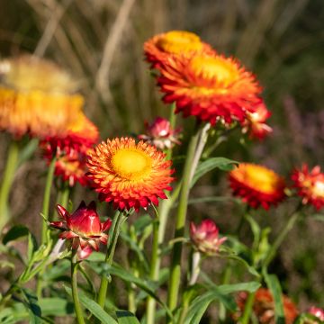 Iso-olkikukka Granvia Dark Orange Flame