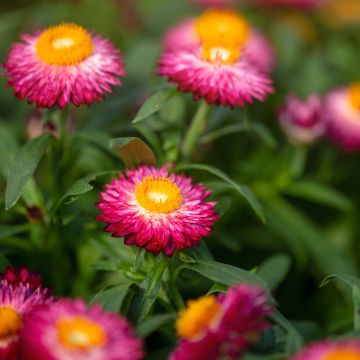 Iso-olkikukka Granvia Dark Pink Flame