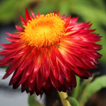 Iso-olkikukka Granvia Red Flame