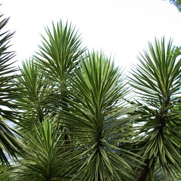 Isojukka - Yucca aloifolia