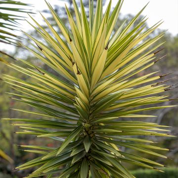 Isojukka Variegata