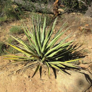 Jukka - Yucca baccata