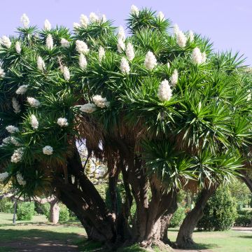 Kiiltojukka - Yucca elephantipes