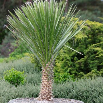 Hapsijukka - Yucca filamentosa