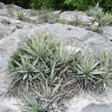 Jukka - Yucca pallida