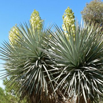 Jukka - Yucca rigida