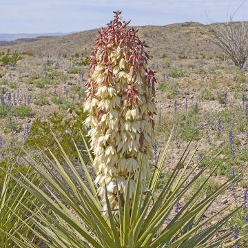 Jukka - Yucca torreyi