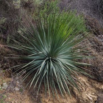Jukka - Yucca whipplei