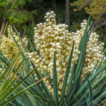 Kynttiläjukka - Yucca gloriosa