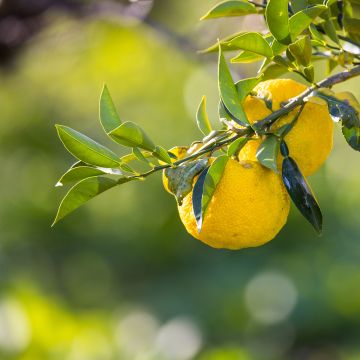 Yuzu-sitruuna - Citrus junos