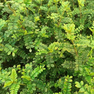 Limopuu - Zanthoxylum beecheyanum