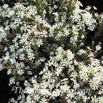 Zaluzianskya capensis (siemenet)