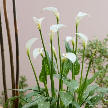 Valkohuonevehka Scented Lady