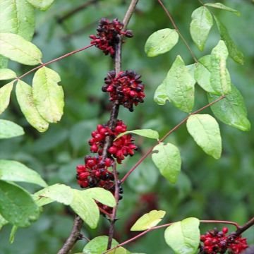 Amerikanlimopuu - Zanthoxylum americanum
