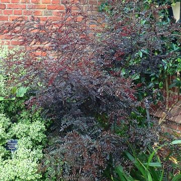 Pippurilimopuu Black Magic (Purple Leaves)