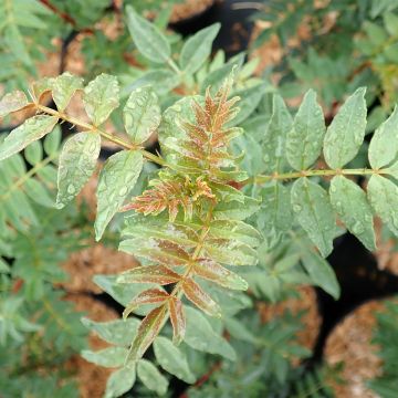 Idänlimopuu - Zanthoxylum schinifolium