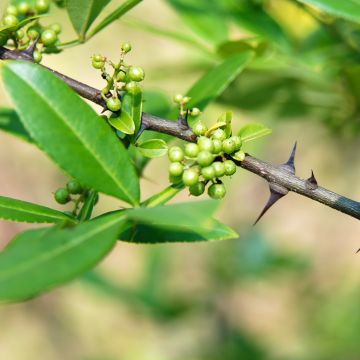 Limopuu - Zanthoxylum armatum