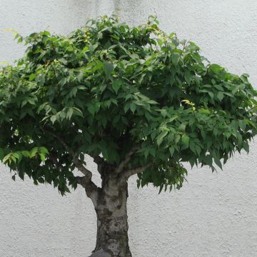 Idänselkova Green Vase (Flekova)