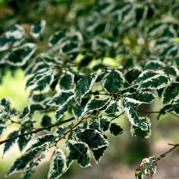 Idänselkova Variegata