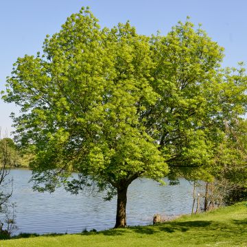 Idänselkova - Zelkova serrata