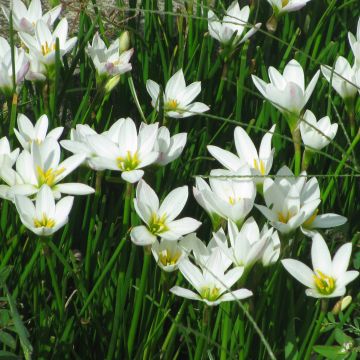 Valkoheinälilja - Zephyranthes candida