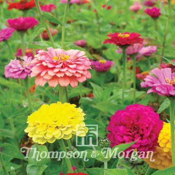 Isotsinnia Giant Double Mixed (siemenet)